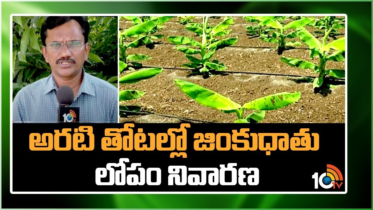 Banana Plantations : అరటి తోటలను పట్టిపీడిస్తున్న జింకు ధాతు లోపం.. నివారణ చర్యలు Banana Plantations : అరటి తోటలను పట్టిపీడిస్తున్న జింకు ధాతు లోపం.. నివారణ చర్యలు