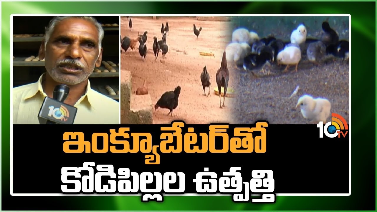 Chicks with Incubator : ఇంక్యూబేటర్తో కోడిపిల్లల ఉత్పత్తి Chicks with Incubator : ఇంక్యూబేటర్తో కోడిపిల్లల ఉత్పత్తి