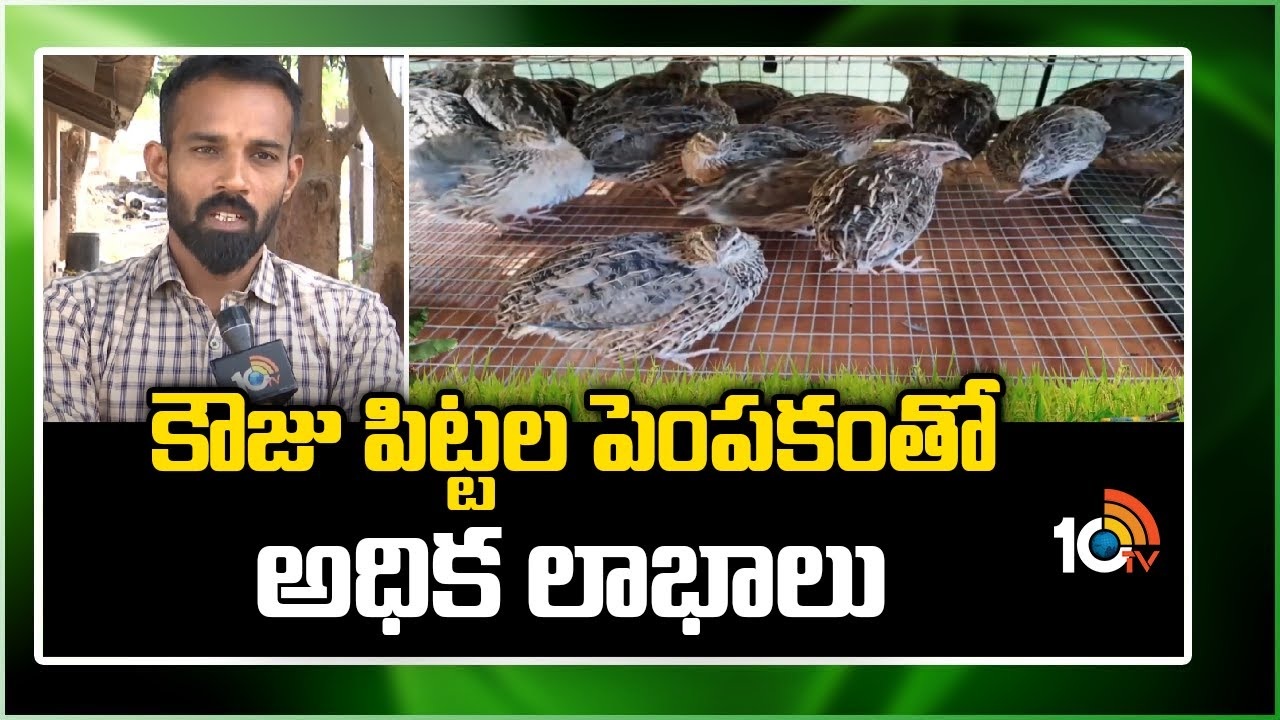Quail Birds Farming : కౌజు పిట్టలకు మార్కెట్లో మంచి డిమాండ్ – నిరుద్యోగులకు ఉపాధినిస్తున్న పెంపకం Quail Birds Farming : కౌజు పిట్టలకు మార్కెట్లో మంచి డిమాండ్ – నిరుద్యోగులకు ఉపాధినిస్తున్న పెంపకం
