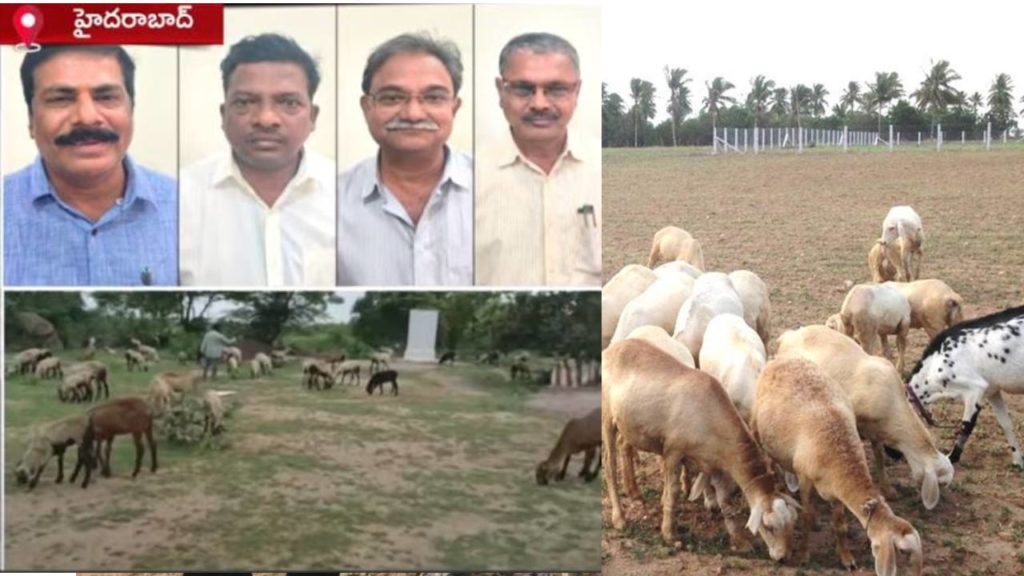 Sheep Distribution scheme