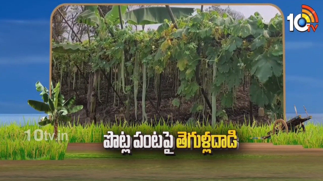Snake Gourd Farming : పొట్ల పంట పందిరిపై పెరిగిన తెగుళ్ల ఉదృతి Snake Gourd Farming : పొట్ల పంట పందిరిపై పెరిగిన తెగుళ్ల ఉదృతి
