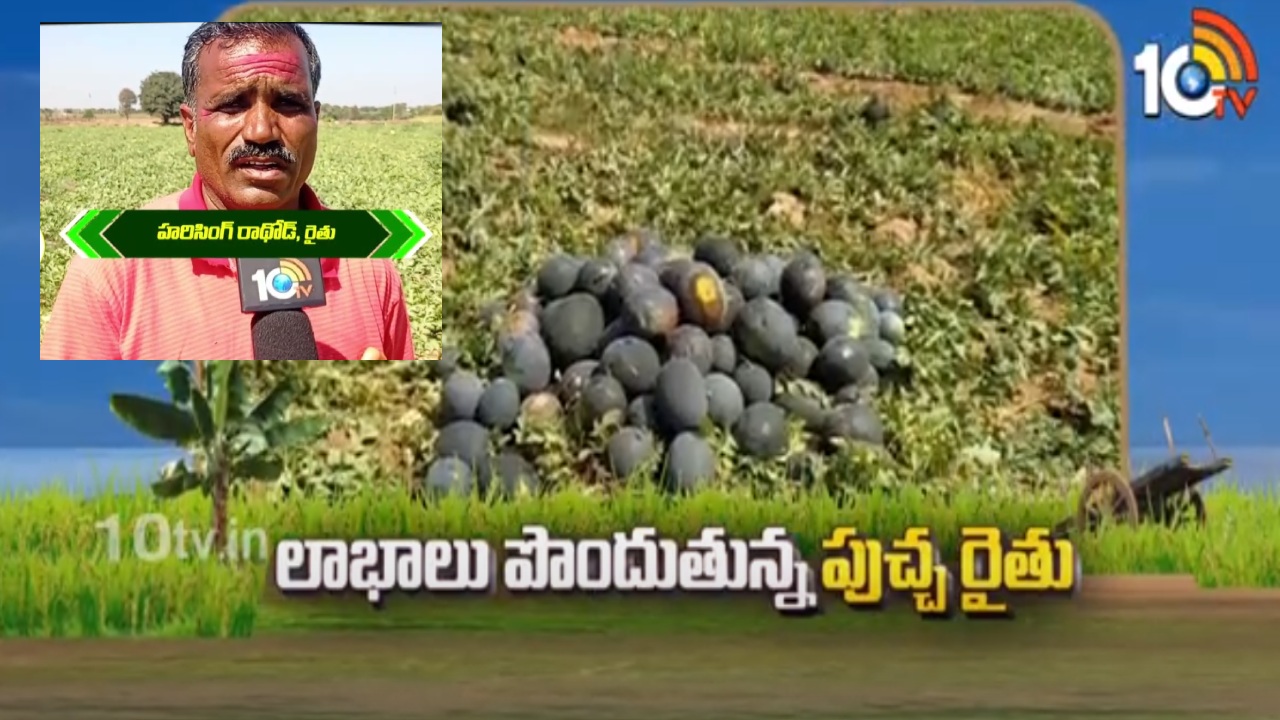 Watermelon Cultivation : పుచ్చసాగుతో లాభాల బాటలో నిర్మల్ జిల్లా రైతు Watermelon Cultivation : పుచ్చసాగుతో లాభాల బాటలో నిర్మల్ జిల్లా రైతు