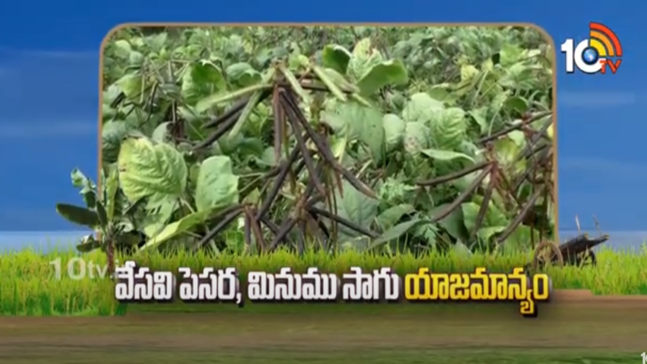 Green Black Gram Cultivation : వేసవి పెసర, మినుము సాగు యాజమాన్యం Green Black Gram Cultivation : వేసవి పెసర, మినుము సాగు యాజమాన్యం