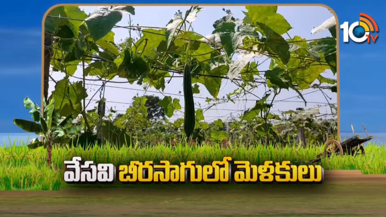 Summer Ridge Gourd Cultivation : వేసవి బీర సాగులో మెళకువలు.. పందిరి కూరగాయలతో అధిక ఆదాయం Summer Ridge Gourd Cultivation : వేసవి బీర సాగులో మెళకువలు.. పందిరి కూరగాయలతో అధిక ఆదాయం