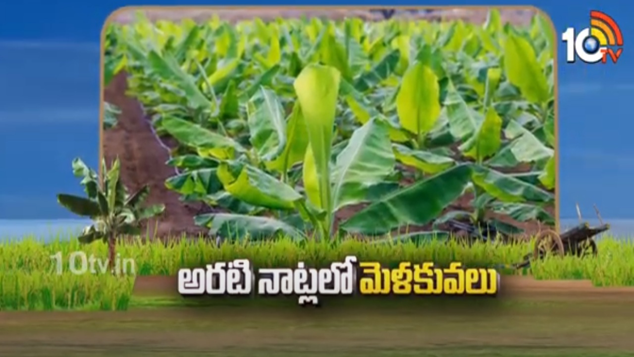 Banana Cultivation : అరటిసాగులో రకాలు, పిలకల ఎంపిక.. మొక్కల నాటులో సమగ్ర యాజమాన్యం Banana Cultivation : అరటిసాగులో రకాలు, పిలకల ఎంపిక.. మొక్కల నాటులో సమగ్ర యాజమాన్యం