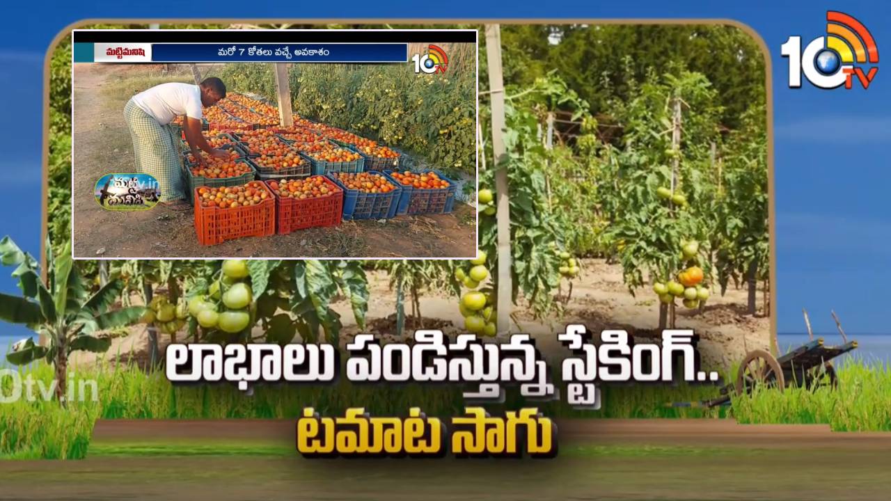 Tomato Staking Cultivation : లాభాలు పండిస్తున్న స్టేకింగ్ టమాట సాగు Tomato Staking Cultivation : లాభాలు పండిస్తున్న స్టేకింగ్ టమాట సాగు