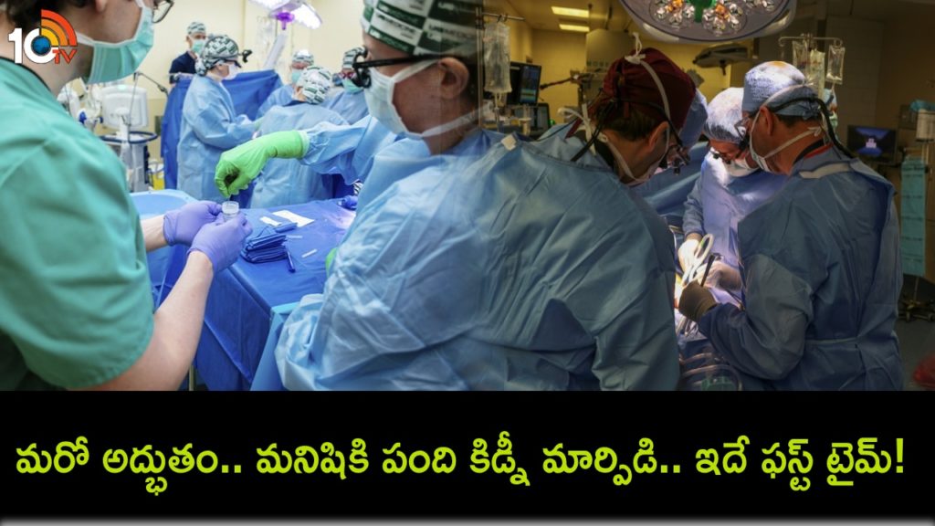 US surgeons transplant pig kidney into human, In a first Person in World