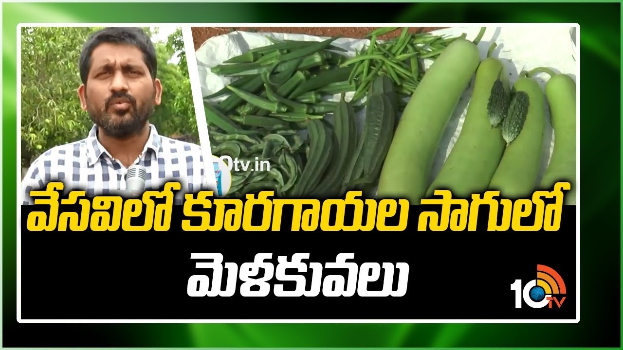 Vegetable Farming : వేసవిలో కూరగాయల సాగులో మెళకువలు Vegetable Farming : వేసవిలో కూరగాయల సాగులో మెళకువలు