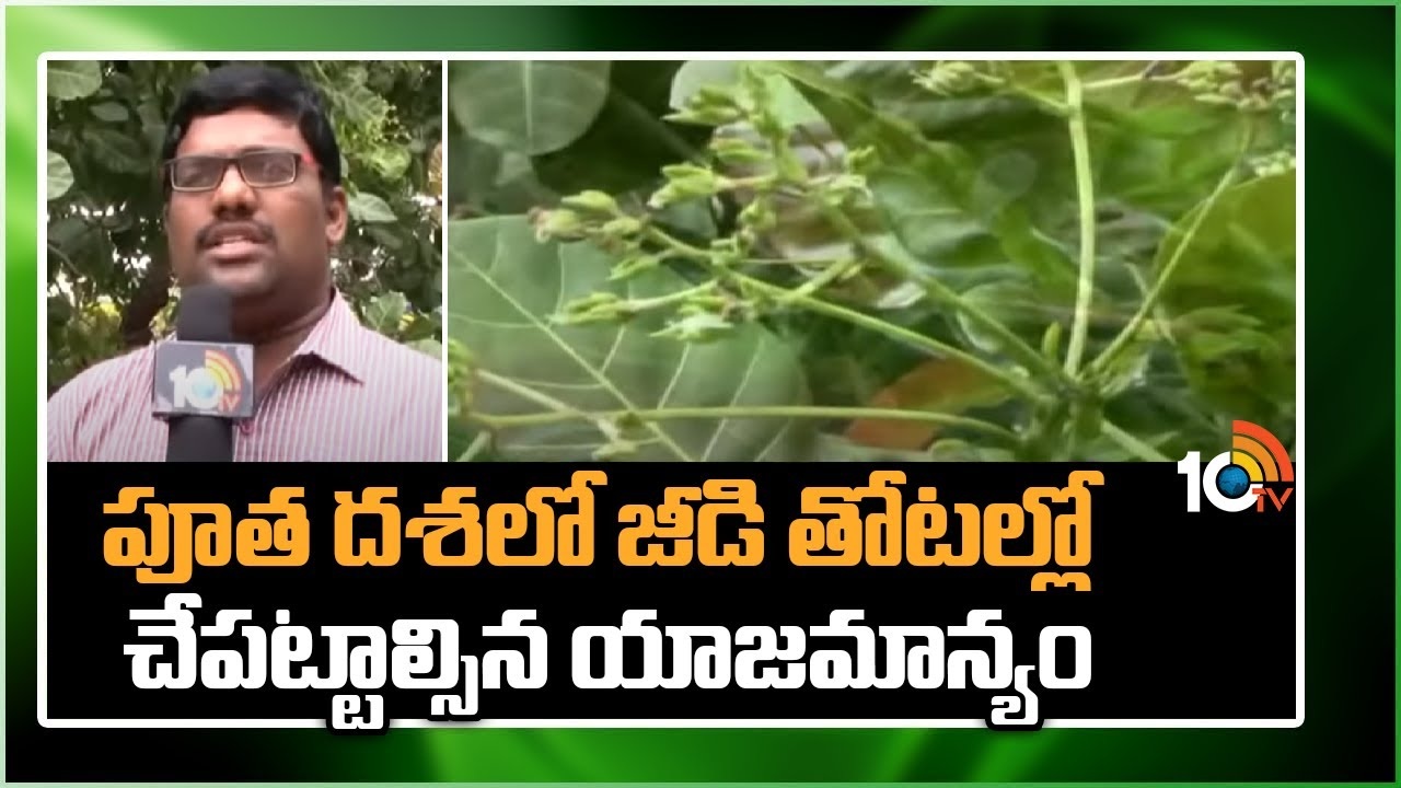 Cashew Cultivation : పూత దశలో జీడి తోటల్లో చేపట్టాల్సిన యాజమాన్యం Cashew Cultivation : పూత దశలో జీడి తోటల్లో చేపట్టాల్సిన యాజమాన్యం