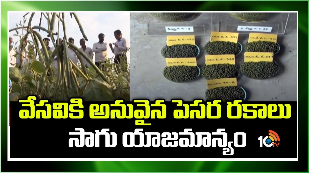 Green Gram Cultivation : వేసవికి అనువైన పెసర రకాలు సాగు యాజమాన్యం Green Gram Cultivation : వేసవికి అనువైన పెసర రకాలు సాగు యాజమాన్యం