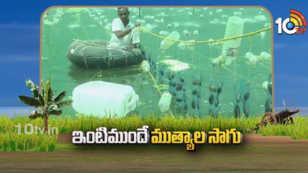 pearl farming cultivation at home natural method