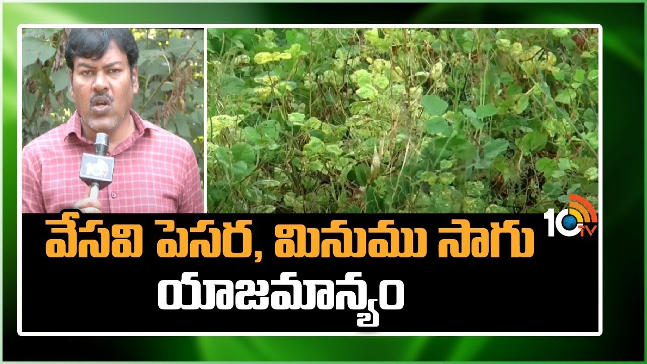 Summer Green Gram : వేసవి పెసర, మినుము సాగు – యాజమాన్యం Summer Green Gram : వేసవి పెసర, మినుము సాగు – యాజమాన్యం
