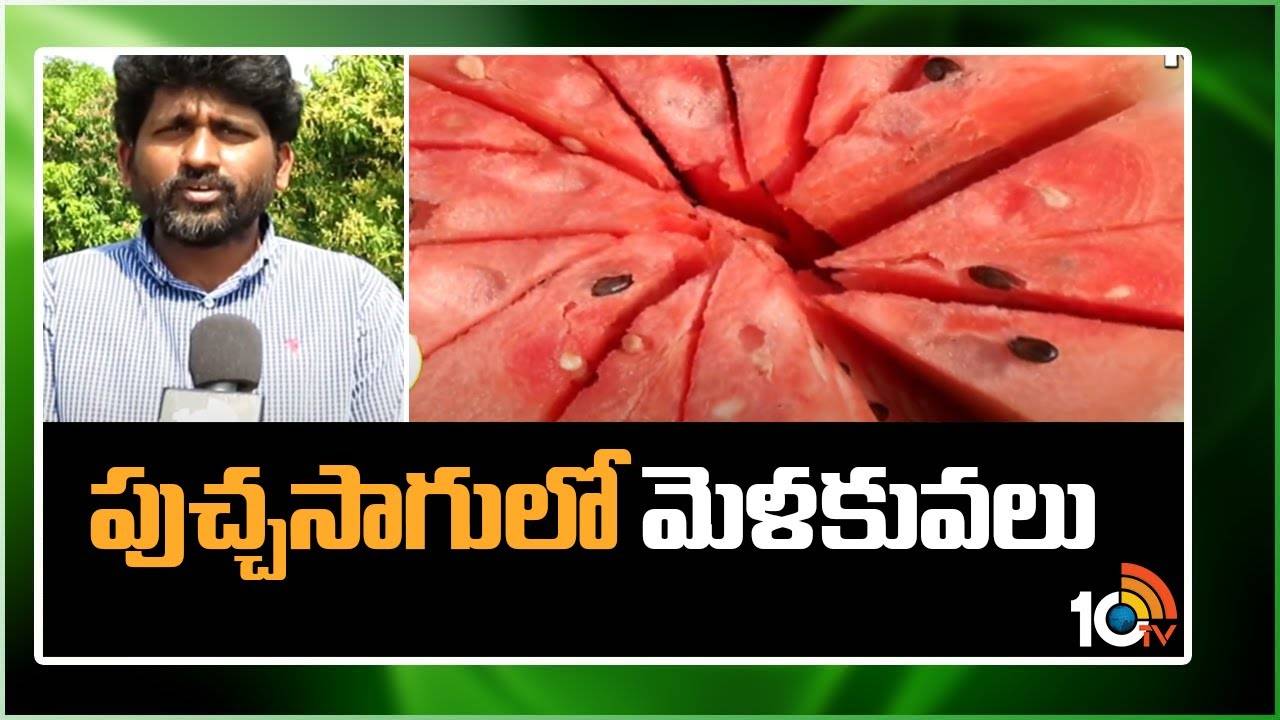 Watermelon Cultivation : పుచ్చసాగులో మెళకువలు.. వేసవిలో మంచి డిమాండ్ Watermelon Cultivation : పుచ్చసాగులో మెళకువలు.. వేసవిలో మంచి డిమాండ్