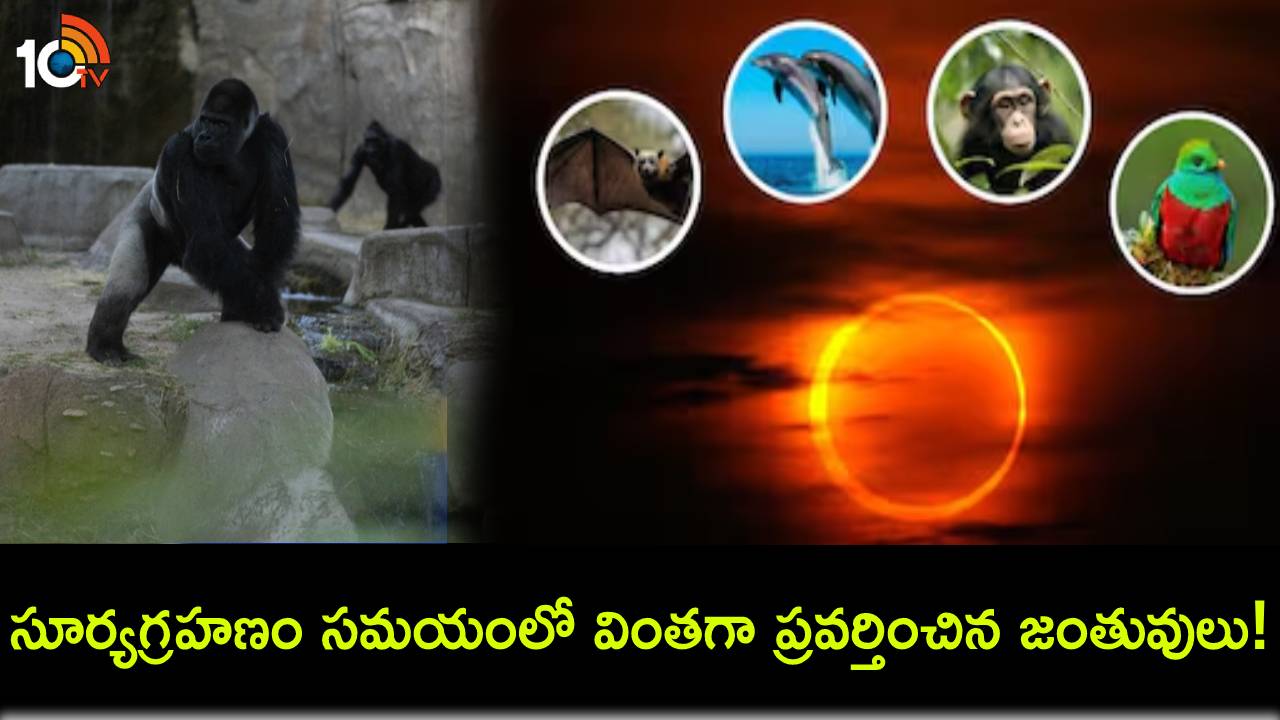 Solar Eclipse Animals : అమెరికాలో సూర్యగ్రహణం సమయంలో నిశ్శబ్దంతో వింతగా ప్రవర్తించిన జంతువులు! Solar Eclipse Animals : అమెరికాలో సూర్యగ్రహణం సమయంలో నిశ్శబ్దంతో వింతగా ప్రవర్తించిన జంతువులు!
