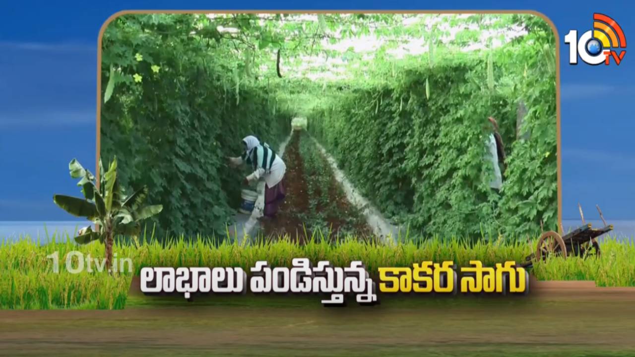 Bitter Gourd Cultivation : కాసుల కాకర సాగు.. అధిక లాభాలు పొందుతున్న నెల్లూరు జిల్లా రైతు Bitter Gourd Cultivation : కాసుల కాకర సాగు.. అధిక లాభాలు పొందుతున్న నెల్లూరు జిల్లా రైతు