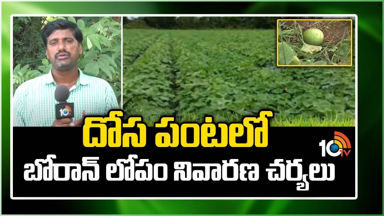 Cucumbar Cultivation : బోరాన్ లోపంతో తగ్గుతున్న దోస దిగుబడులు – నివారణ చర్యలు Cucumbar Cultivation : బోరాన్ లోపంతో తగ్గుతున్న దోస దిగుబడులు – నివారణ చర్యలు
