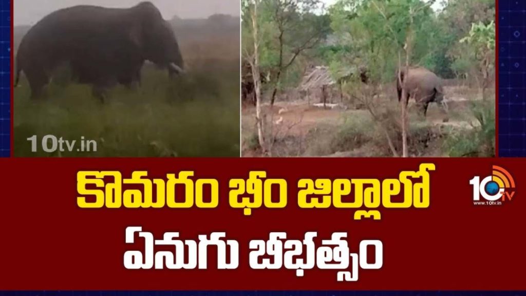 Elephant Attack