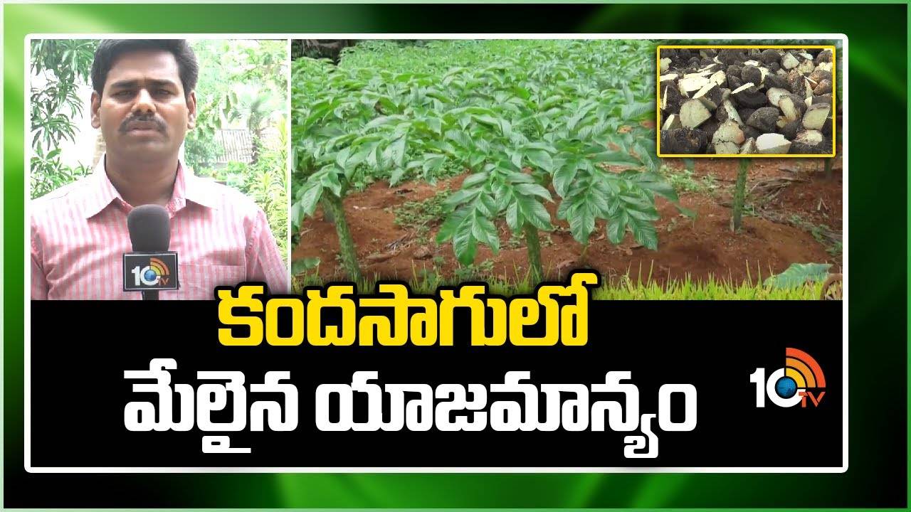 Elephant Foot Yam : కంద సాగుతో మంచి ఆదాయం – అధిక దిగుబడుల కోసం యాజమాన్య పద్ధతులు Elephant Foot Yam : కంద సాగుతో మంచి ఆదాయం – అధిక దిగుబడుల కోసం యాజమాన్య పద్ధతులు