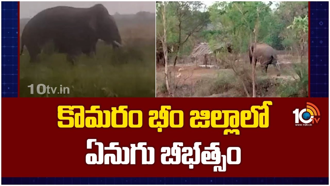 Elephant Creates Panic : కొమరం భీం జిల్లాలో ఏనుగు బీభత్సం..