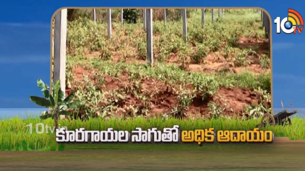Farmers Get Huge Profits in Vegetable Cultivation