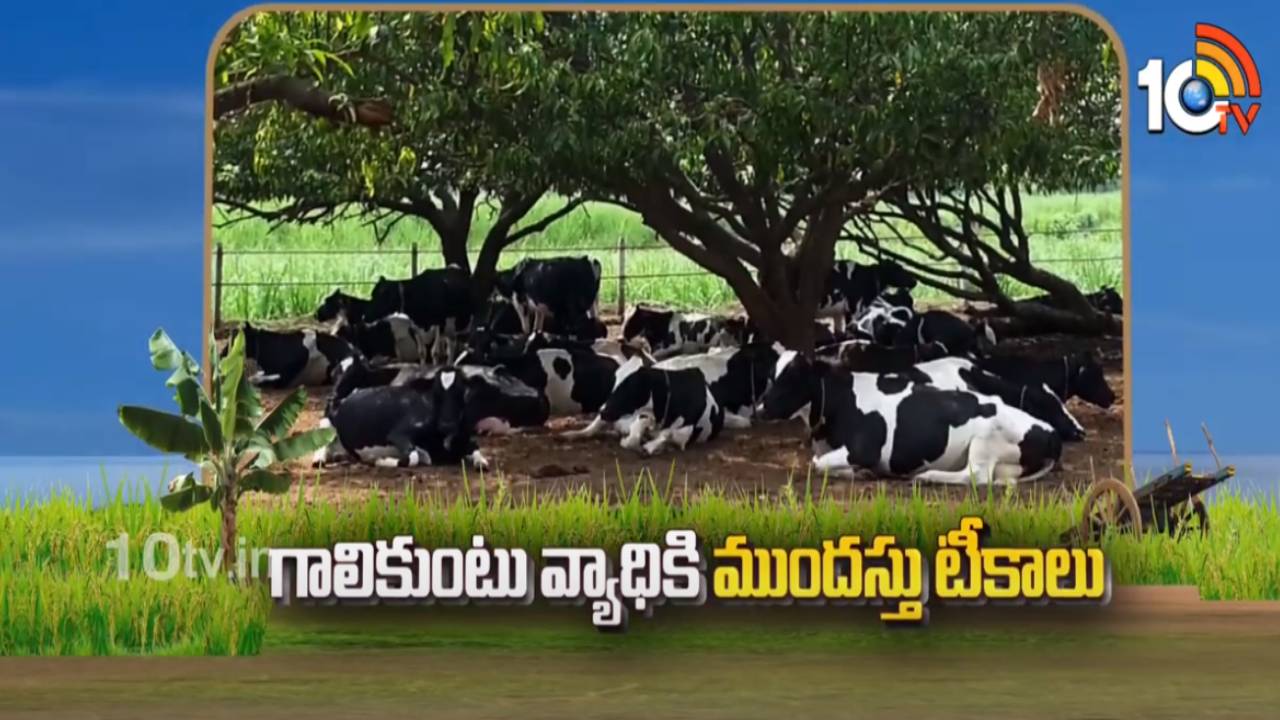 Cattle Vaccine : వేసవిలో పశుల సంరక్షణపై రైతులకు అవగాహన.. గాలికుంటు వ్యాధికి ముందస్తు టీకాలు Cattle Vaccine : వేసవిలో పశుల సంరక్షణపై రైతులకు అవగాహన.. గాలికుంటు వ్యాధికి ముందస్తు టీకాలు