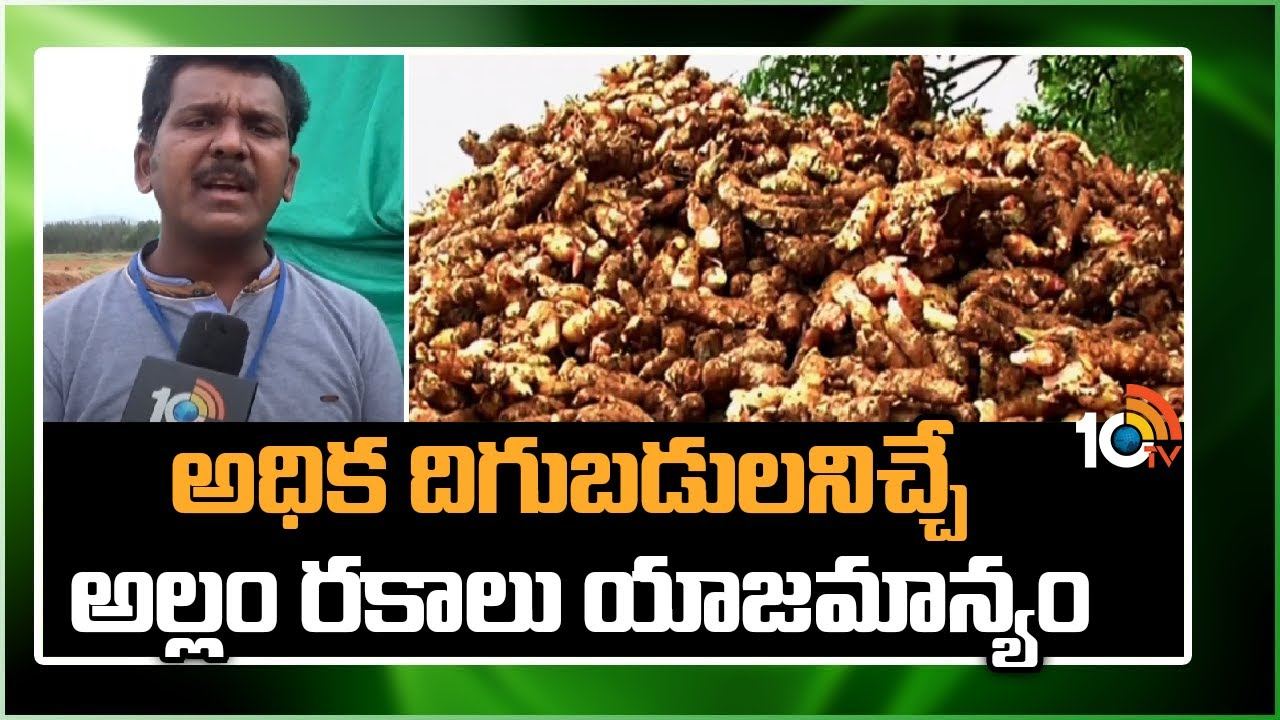Ginger Cultivation : ఖరీఫ్కు అనువైన అల్లం రకాలు.. అధిక దిగుబడికోసం మేలైన యాజమాన్యం Ginger Cultivation : ఖరీఫ్కు అనువైన అల్లం రకాలు.. అధిక దిగుబడికోసం మేలైన యాజమాన్యం