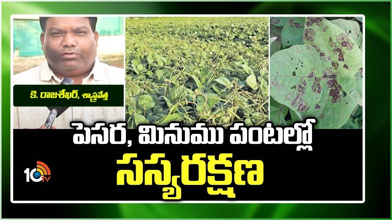 Green Gram Cultivation : పెసర, మినుము పంటల్లో చీడపీడల ఉధృతి Green Gram Cultivation : పెసర, మినుము పంటల్లో చీడపీడల ఉధృతి