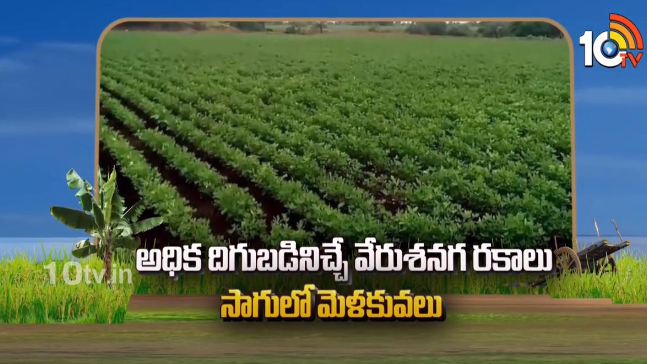 Groundnut Varieties : ఉత్తర కోస్తాకు అనువైన వేరుశనగ రకాలు.. తక్కువ సమయంలోనే ఎక్కువ దిగుబడి! Groundnut Varieties : ఉత్తర కోస్తాకు అనువైన వేరుశనగ రకాలు.. తక్కువ సమయంలోనే ఎక్కువ దిగుబడి!