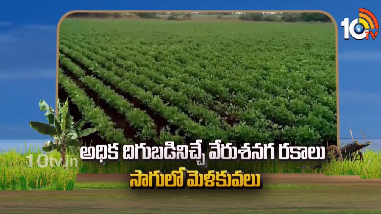 Groundnut Varieties : ఉత్తర కోస్తాకు అనువైన వేరుశనగ రకాలు.. తక్కువ సమయంలోనే ఎక్కువ దిగుబడి!