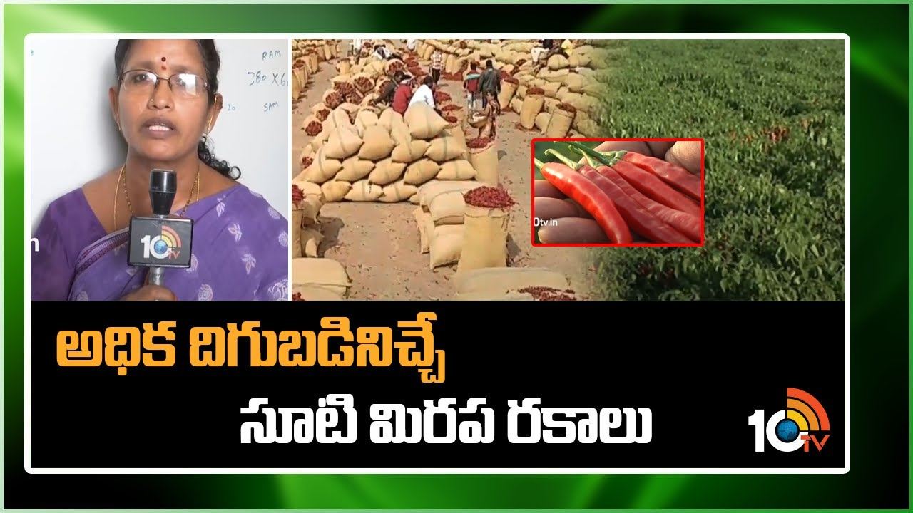 Mirchi Crop : అధిక దిగుబడినిచ్చే సూటి మిరప రకాలు Mirchi Crop : అధిక దిగుబడినిచ్చే సూటి మిరప రకాలు