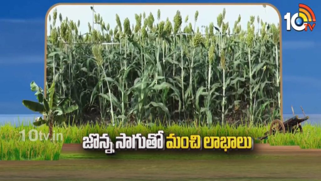 Huge Profits With Sorghum Cultivation