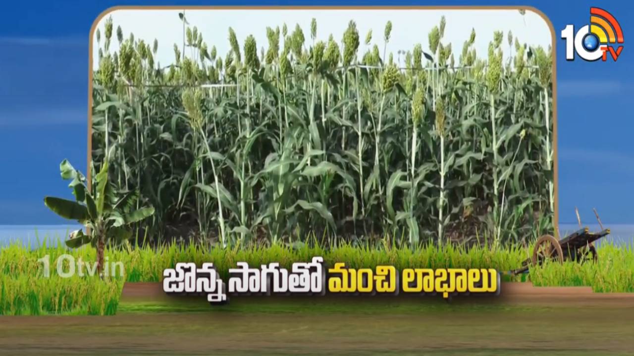 Sorghum Cultivation : జొన్న సాగుతో మంచి లాభాలు.. తక్కువ పెట్టుబడి.. తక్కువ రిస్క్..! Sorghum Cultivation : జొన్న సాగుతో మంచి లాభాలు.. తక్కువ పెట్టుబడి.. తక్కువ రిస్క్..!
