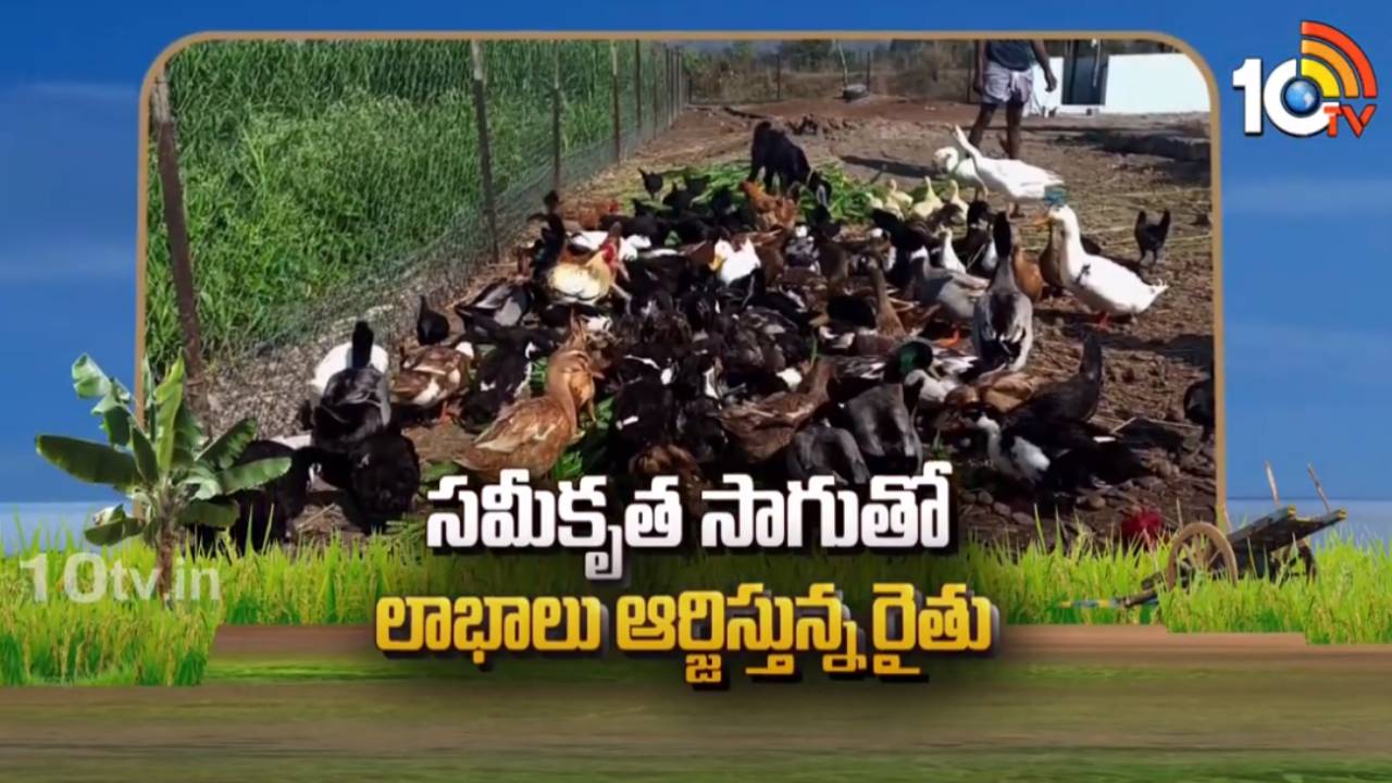 Farming System : మిశ్రమ వ్యవసాయంతో అధిక లాభాలు – పంటలతో పాటు చేపలు, కోళ్లు, పశువులు పెంచుతున్న రైతు Farming System : మిశ్రమ వ్యవసాయంతో అధిక లాభాలు – పంటలతో పాటు చేపలు, కోళ్లు, పశువులు పెంచుతున్న రైతు