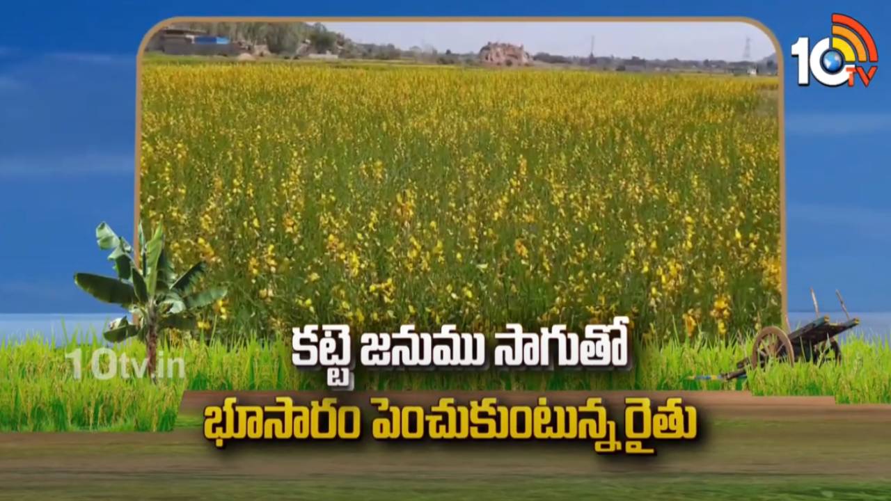 Katte Janumu : కట్టె జనుము సాగుతో భూసారం పెంచుకుంటున్న రైతు Katte Janumu : కట్టె జనుము సాగుతో భూసారం పెంచుకుంటున్న రైతు