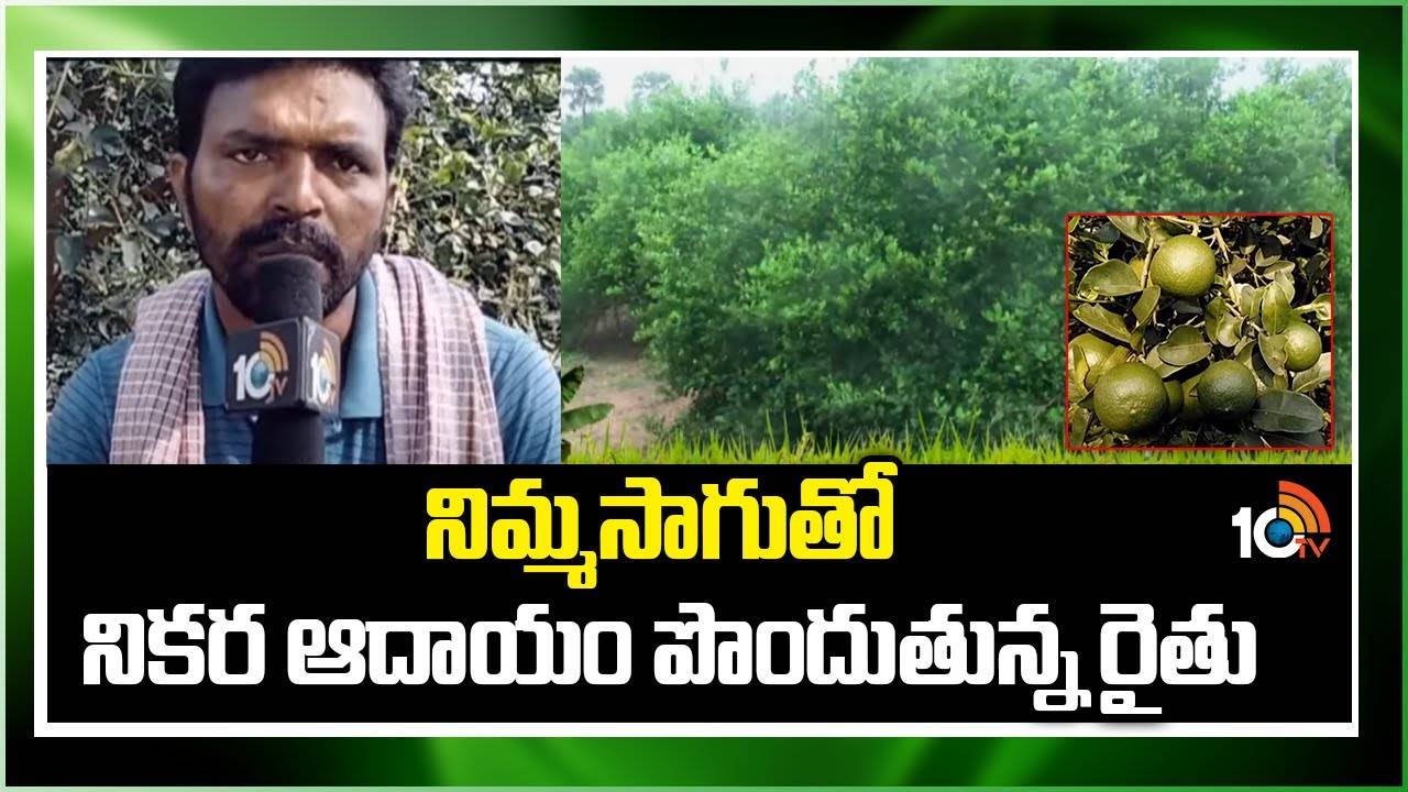 Lemon Cultivation : నిమ్మసాగుతో సత్ఫలితాలు పొందుతున్న ప్రకాశం జిల్లా రైతు Lemon Cultivation : నిమ్మసాగుతో సత్ఫలితాలు పొందుతున్న ప్రకాశం జిల్లా రైతు