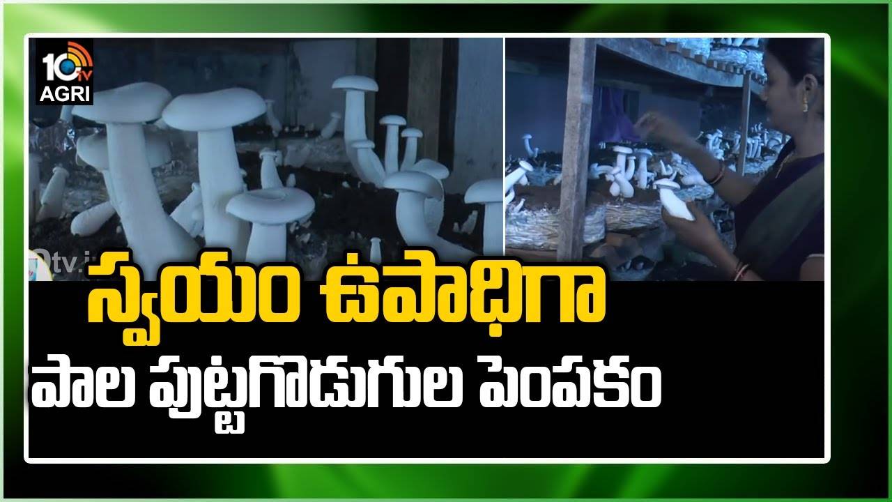 Milky Mushroom Cultivation : కుటీరపరిశ్రమగా పుట్టగోడుగుల పెంపకం- ఏడాది పొడవునా ఆదాయం పొందే అవకాశం Milky Mushroom Cultivation : కుటీరపరిశ్రమగా పుట్టగోడుగుల పెంపకం- ఏడాది పొడవునా ఆదాయం పొందే అవకాశం
