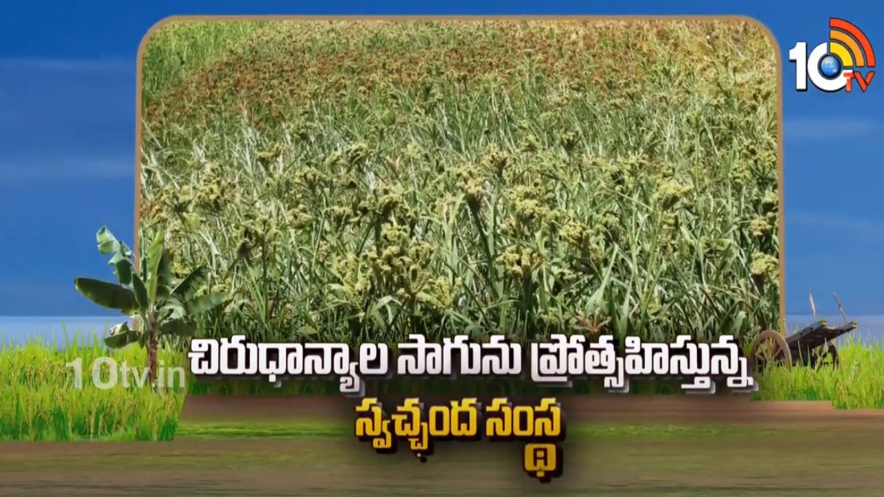 Millets Cultivation : చిరుధాన్యాల సాగును ప్రోత్సహిస్తున్న స్వచ్ఛంద సంస్థ