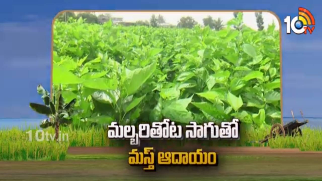 Mulberry Farming : మల్బరీ తోట సాగుతో మస్త్ ఆదాయం Mulberry Farming : మల్బరీ తోట సాగుతో మస్త్ ఆదాయం
