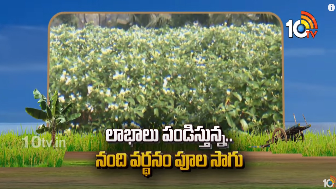 ప్రకృతి విధానంలో నంది వర్థనం పూల సాగు.. నెలకు రూ. 30 వేల ఆదాయం ప్రకృతి విధానంలో నంది వర్థనం పూల సాగు.. నెలకు రూ. 30 వేల ఆదాయం