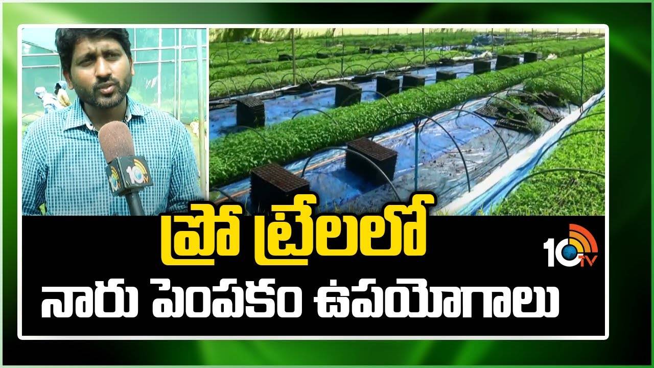 Nursery Cultivation : ప్రో ట్రేలలో నారు పెంపకంతో ఉపయోగాలు.. సమయం, డబ్బు ఆదా Nursery Cultivation : ప్రో ట్రేలలో నారు పెంపకంతో ఉపయోగాలు.. సమయం, డబ్బు ఆదా