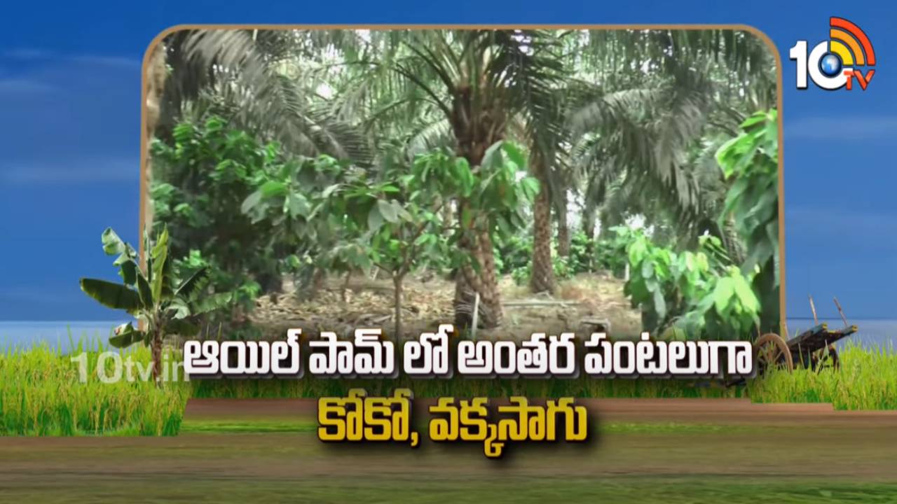 Oil Palm Plantation : ఆయిల్ పామ్లో అంతర పంటలుగా కోకో, ఎక్కసాగు Oil Palm Plantation : ఆయిల్ పామ్లో అంతర పంటలుగా కోకో, ఎక్కసాగు