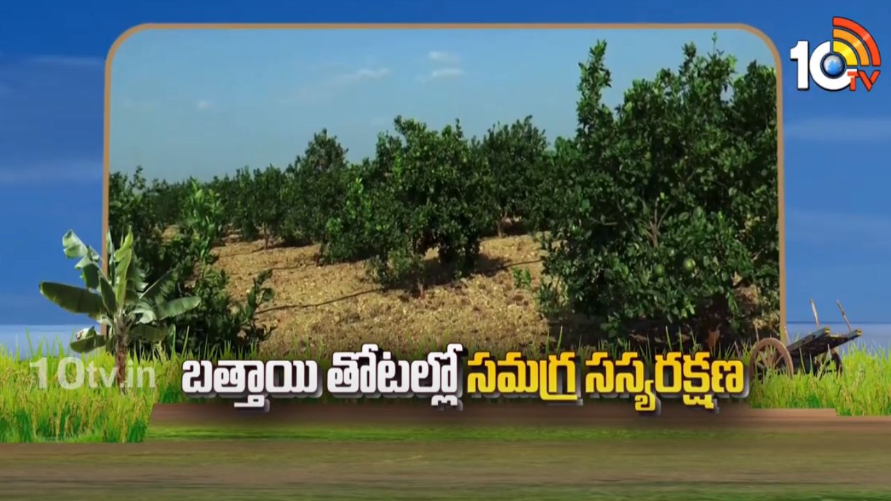 Orange Cultivation : బత్తాయి తోటల్లో పురుగుల ఉధృతి – నివారణకు సరైన యాజమాన్యం Orange Cultivation : బత్తాయి తోటల్లో పురుగుల ఉధృతి – నివారణకు సరైన యాజమాన్యం