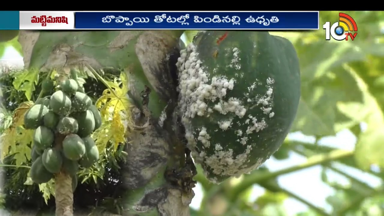 బొప్పాయి తోటల్లో పెరిగిన పిండినల్లి ఉధృతి.. నివారణోపాయం బొప్పాయి తోటల్లో పెరిగిన పిండినల్లి ఉధృతి.. నివారణోపాయం