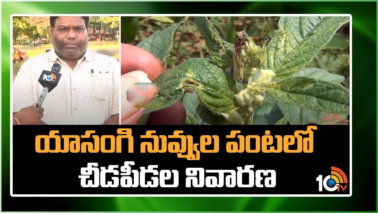 Sesame Crop : యాసంగి నువ్వుల పంటలో చీడపీడల నివారణ Sesame Crop : యాసంగి నువ్వుల పంటలో చీడపీడల నివారణ