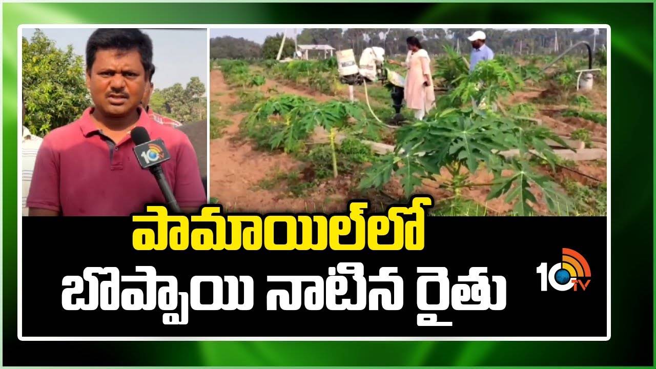 Planting Papaya : పామాయిల్లో బోప్పాయి నాటిన రైతు Planting Papaya : పామాయిల్లో బోప్పాయి నాటిన రైతు