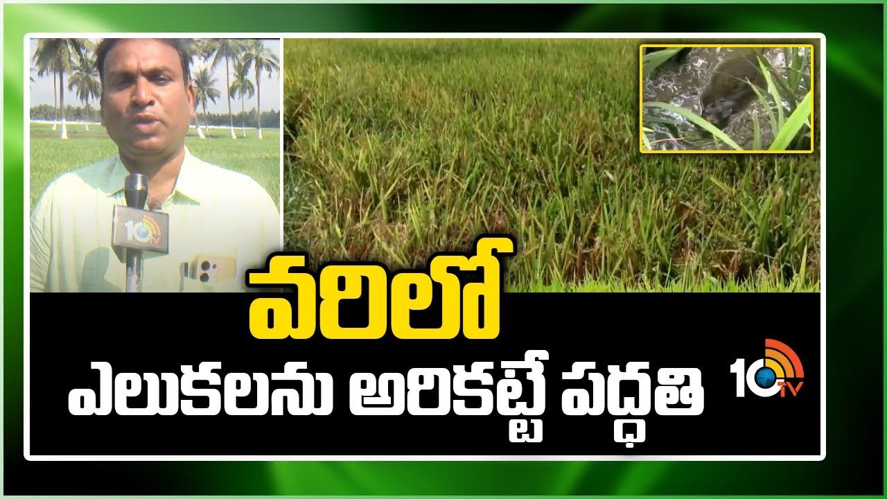 Paddy Cultivation : వరిలో ఎలుకలను అరికట్టే పద్ధతి.. నివారణకు ఎరతెర పద్ధతిని పాటిస్తున్న శాస్త్రవేత్తలు Paddy Cultivation : వరిలో ఎలుకలను అరికట్టే పద్ధతి.. నివారణకు ఎరతెర పద్ధతిని పాటిస్తున్న శాస్త్రవేత్తలు
