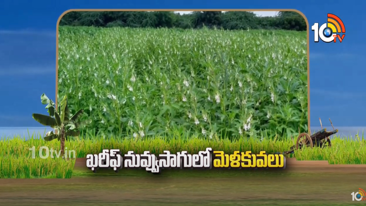 తక్కువ పెట్టుబడితో అధిక లాభాలు.. అన్నికాలాలకు అనువైన నువ్వుల సాగు తక్కువ పెట్టుబడితో అధిక లాభాలు.. అన్నికాలాలకు అనువైన నువ్వుల సాగు