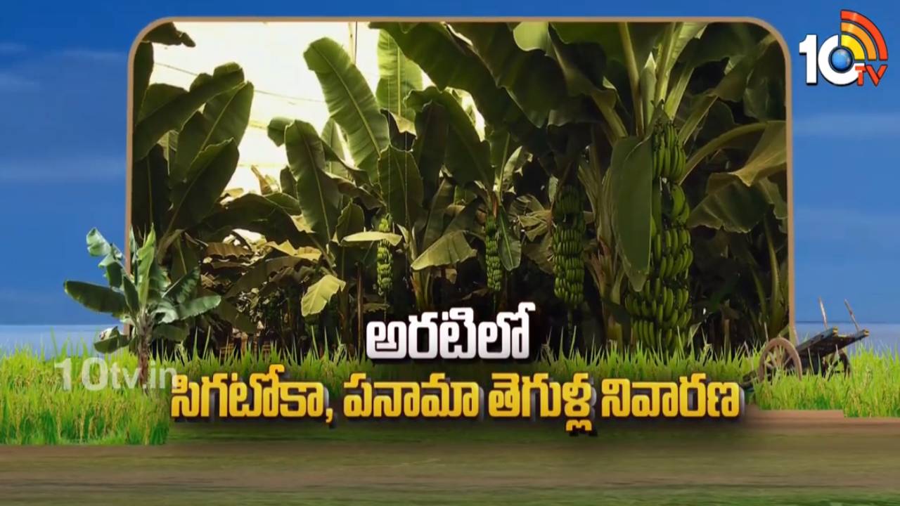 Panama Pests in Banana : అరటిని నష్టపరుస్తున్న సిగటోకా, పనామా తెగుళ్లు – నివారణకు శాస్రవేత్తల సూచనలు Panama Pests in Banana : అరటిని నష్టపరుస్తున్న సిగటోకా, పనామా తెగుళ్లు – నివారణకు శాస్రవేత్తల సూచనలు