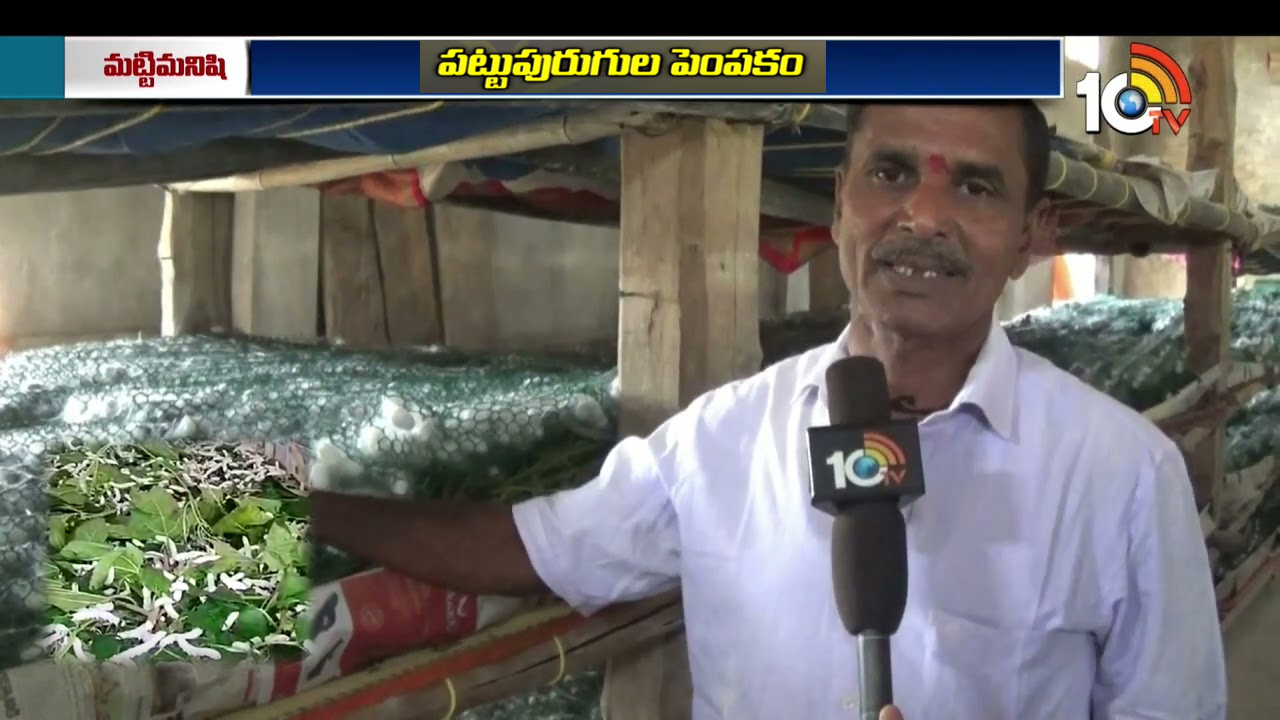 మల్బరి సాగు.. తక్కువ పెట్టుబడి.. ఏడాదికి ఏడు, ఎనిమిది పంటలు మల్బరి సాగు.. తక్కువ పెట్టుబడి.. ఏడాదికి ఏడు, ఎనిమిది పంటలు
