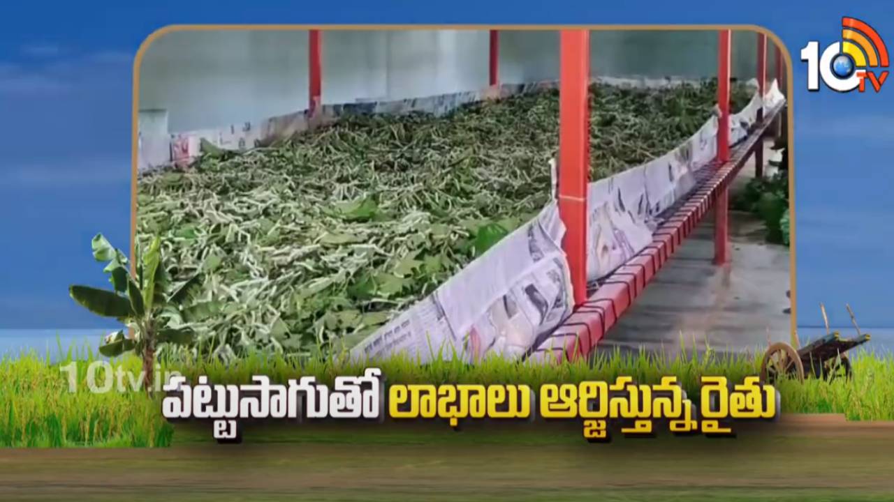 Silkworms Farming : పట్టుసాగుతో లాభాలు ఆర్జిస్తున్న రైతు.. తక్కువ పెట్టుబడితో అధిక దిగుబడులు Silkworms Farming : పట్టుసాగుతో లాభాలు ఆర్జిస్తున్న రైతు.. తక్కువ పెట్టుబడితో అధిక దిగుబడులు